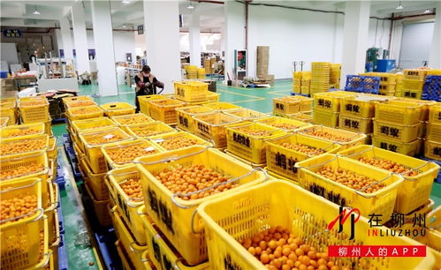 防疫复产两不误 消杀品、螺蛳粉、金桔与工艺品支撑企业马力十足